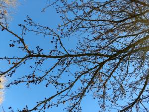 Frans 01 - Amberboom